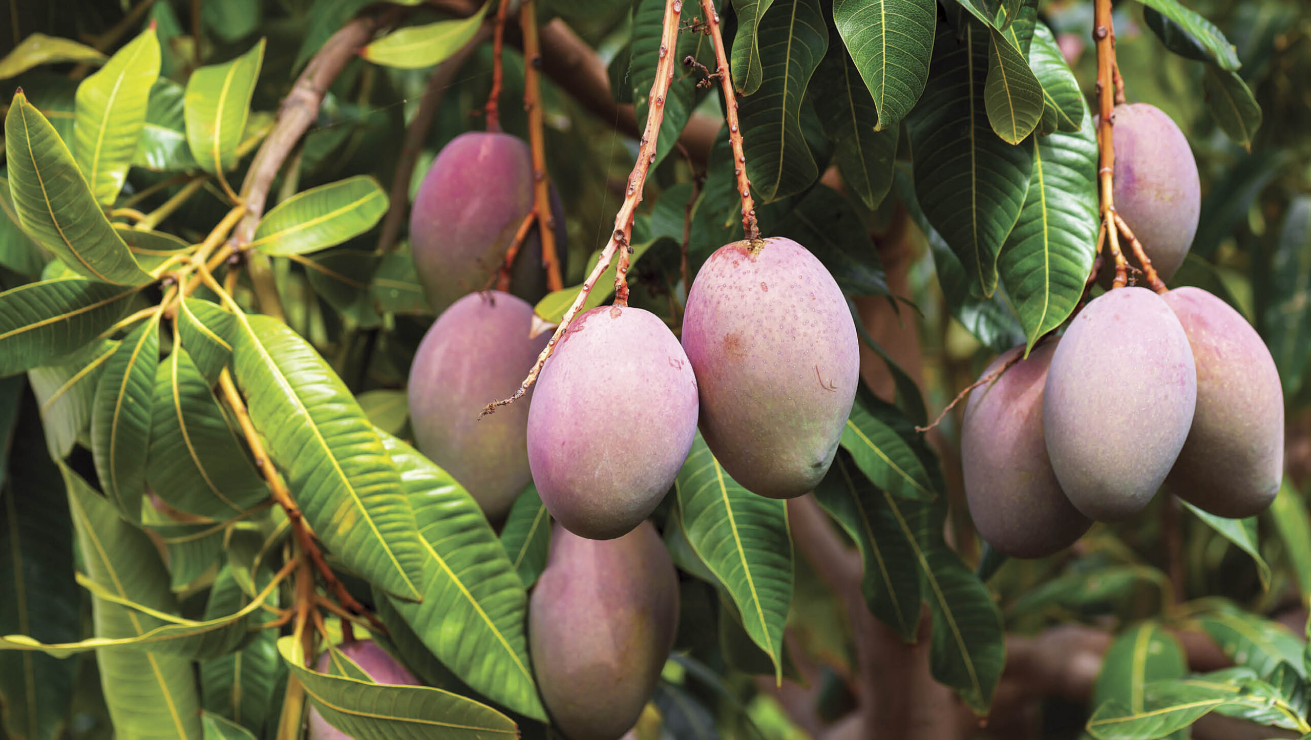 Palmer mango is a compact variety.